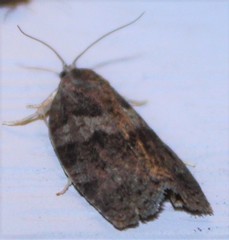 Choristoneura conflictana