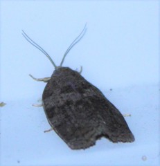 Choristoneura conflictana