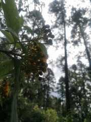 Verbesina oncophora