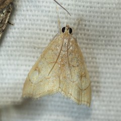 Scybalistodes vermiculalis