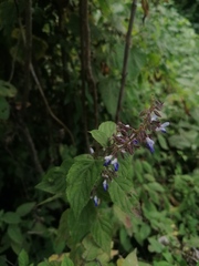 Salvia plurispicata