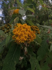 Verbesina oncophora
