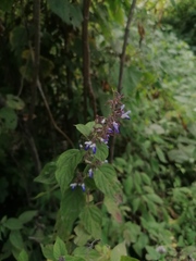 Salvia plurispicata