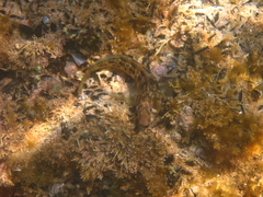 Parablennius tasmanianus