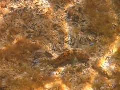 Parablennius tasmanianus