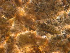 Parablennius tasmanianus