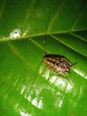 Neoblattellini