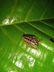 Neoblattellini