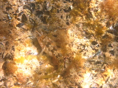 Parablennius tasmanianus