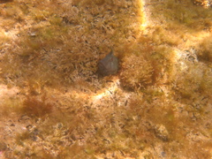 Parablennius tasmanianus