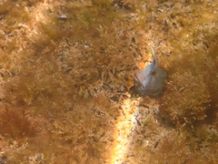 Parablennius tasmanianus