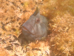 Parablennius tasmanianus