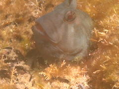 Parablennius tasmanianus