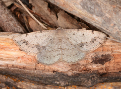 Taxeotis perlinearia