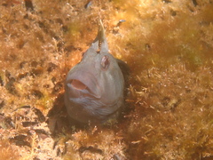 Parablennius tasmanianus