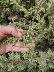 Juniperus monticola