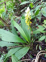 Calanthe actinomorpha
