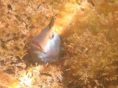 Parablennius tasmanianus