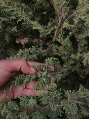 Juniperus monticola