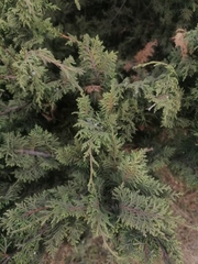 Juniperus monticola