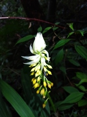 Calanthe actinomorpha
