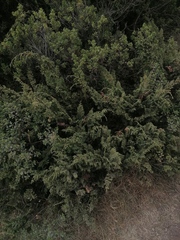 Juniperus monticola