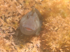 Parablennius tasmanianus