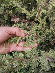 Juniperus monticola