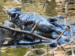 Crocodylus moreletii
