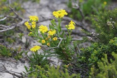 Senecio spanomerus