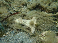 Malleus meridianus