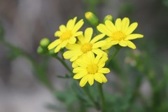 Senecio spanomerus