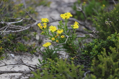 Senecio spanomerus