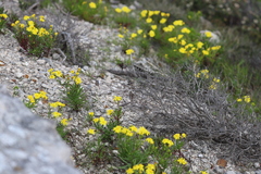 Senecio spanomerus