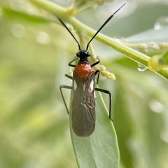 Trilaccus mimeticus