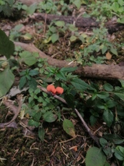 Macroptilium gibbosifolium