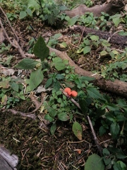 Macroptilium gibbosifolium