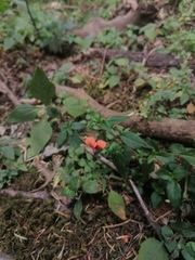 Macroptilium gibbosifolium