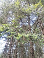 Abies religiosa