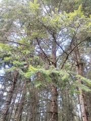 Abies religiosa