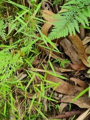 Pogonatherum crinitum