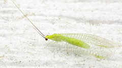 Ceraeochrysa lineaticornis