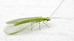 Chrysoperla harrisii