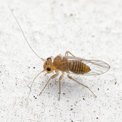 Hemipsocus chloroticus