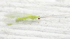 Ceraeochrysa lineaticornis