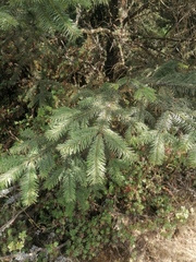 Abies religiosa