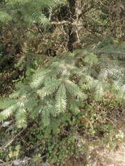 Abies religiosa