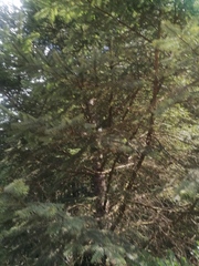 Abies religiosa