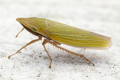 Draeculacephala antica