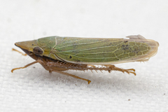 Draeculacephala antica